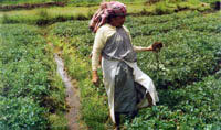 Meghalaya Agriculture