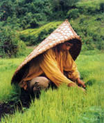 Meghalaya Agriculture
