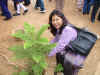 Meghalaya Tourism Minister, Mrs D C Marak planting a sapling to mark the inauguration of the Mattilang Amusement Park at Laitmynsaw, Upper Shillong on June 4, 2005