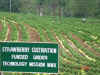  A view of the Strawberry plantation
